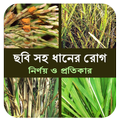ছবি সহ ধানের প্রধান রোগ ও প্রত