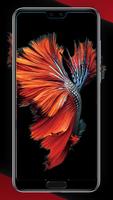 پوستر Betta Fish Smart Wallpapers