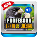 Canto De Coleiro Professor APK