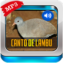 Canto De Lambu Completo APK