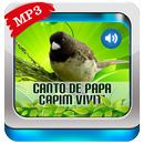 Canto De Papa-Capim viviti APK