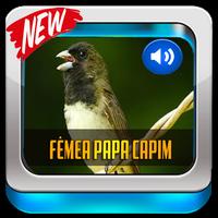 Canto De Papa-Capim Fêmea 2020 স্ক্রিনশট 1