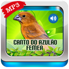 Canto do Azulão Fêmea biểu tượng