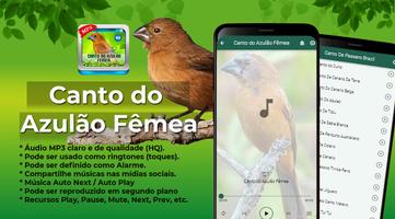 Canto do Azulão Fêmea 포스터