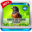 Canto Do Curió Fêmea APK