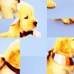 Riddle Challenge About Puppies