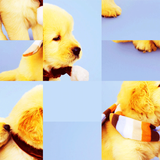 Riddle Challenge About Puppies ícone