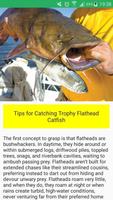 Catfish Fishing : Secret Baits and Tactics & Tips الملصق