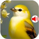 Bird Sounds Ringtones 2024 APK