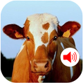 Cow Sound - Ringtones