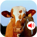 Cow Sound - Ringtones APK