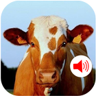 Cow Sound - Ringtones ikona