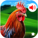 Rooster Sound - Ringtones APK
