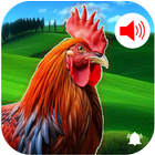 Rooster Sound - Ringtones ikona