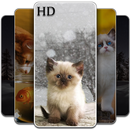 خلفيات قطط : خلفيات الشاشة للقطط روعة APK