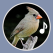 Bird Ringtones