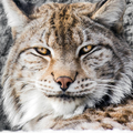 Bobcat Sounds