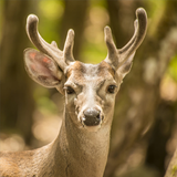 Deer sounds - Hunting Calls