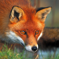 Fox âm thanh