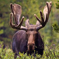 Moose Sesleri