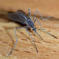 Sonidos de mosquito