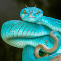 Snake Sounds