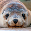 Sea lion sons icône