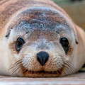 Sea lion sons