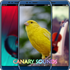 Canary Sounds Zeichen