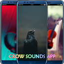 Crow Sounds App APK
