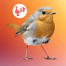 Bird Calls, Sounds & Ringtones aplikacja