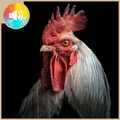 Rooster Sound Alarm