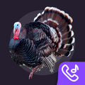 Turkey Ringtones and Sounds