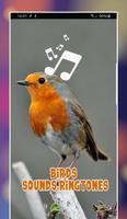 Birds Ringtones for phone پوسٹر