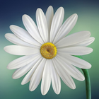 Blooming Daisy Wallpapers icône