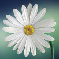 Blooming Daisy Wallpapers Affiche