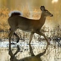 White Tailed Deer Wallpaper Affiche