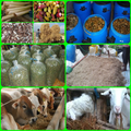 animal feed fermentation