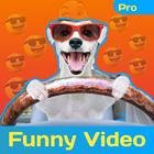 Funny Video pro - Comedy Video icône