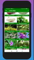 গাছগাছড়ায় রোগমুক্তি screenshot 1
