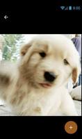 Puppies Gif Pictures 포스터