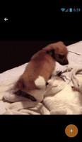 Puppies Gif Pictures 스크린샷 1