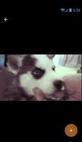 Puppies Gif Pictures 스크린샷 2