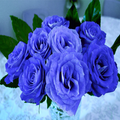 Flores de Luto