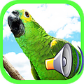 Call Birds