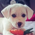 Dog Pics Collection আইকন