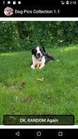 Dog Pics Collection পোস্টার