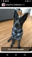 Dog Pics Collection স্ক্রিনশট 1