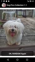 Dog Pics Collection স্ক্রিনশট 2