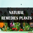 Natural Remedies Plants biểu tượng